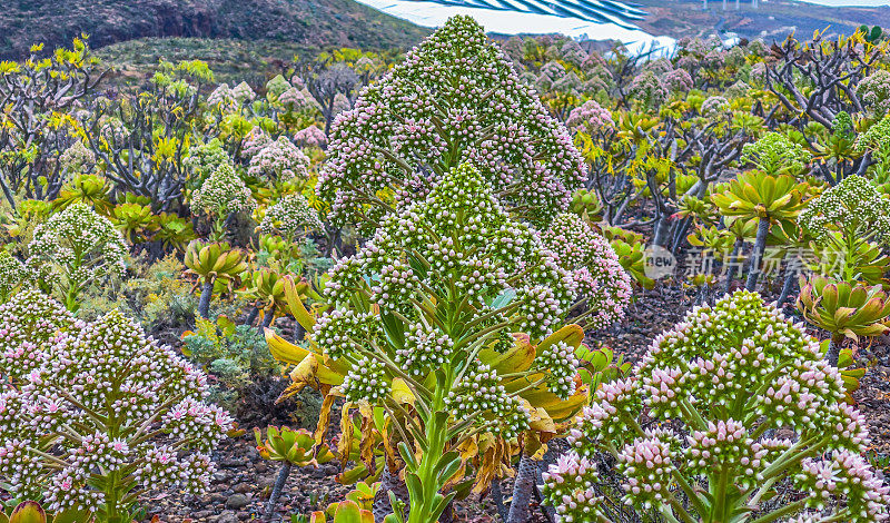 波Aeonium undulatum(加纳利ense)